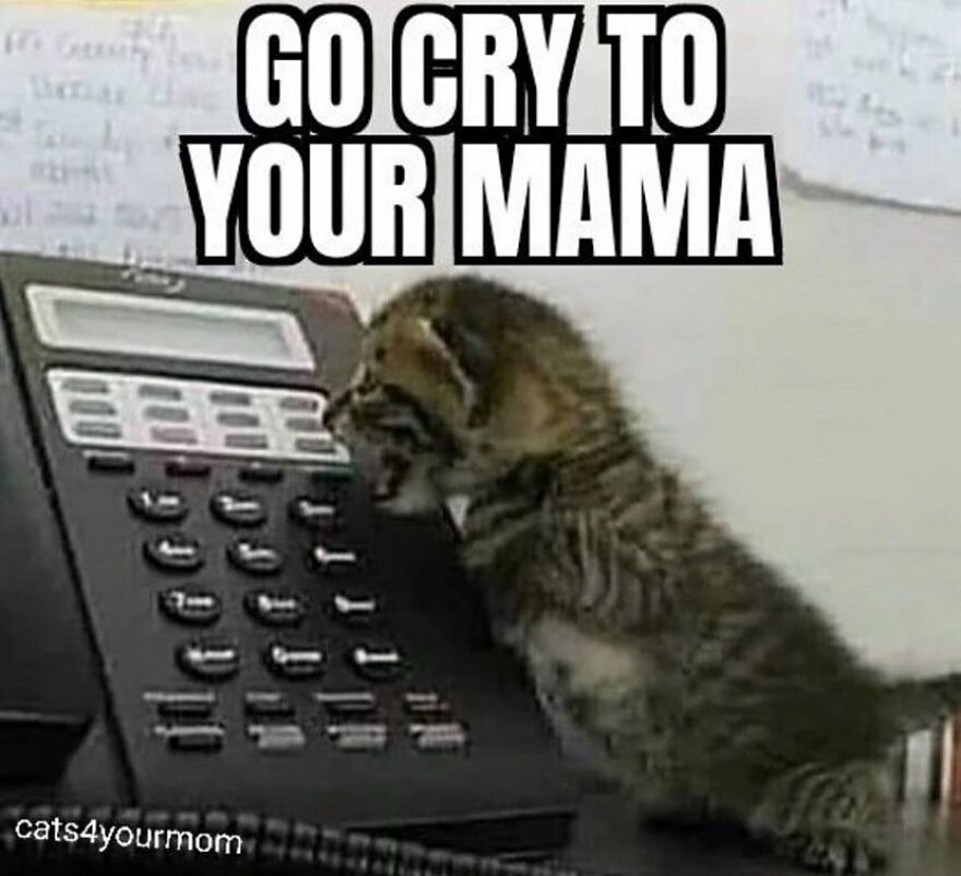 Cute kitten with phone captioned "Go cry to your mama," a funny cat meme.