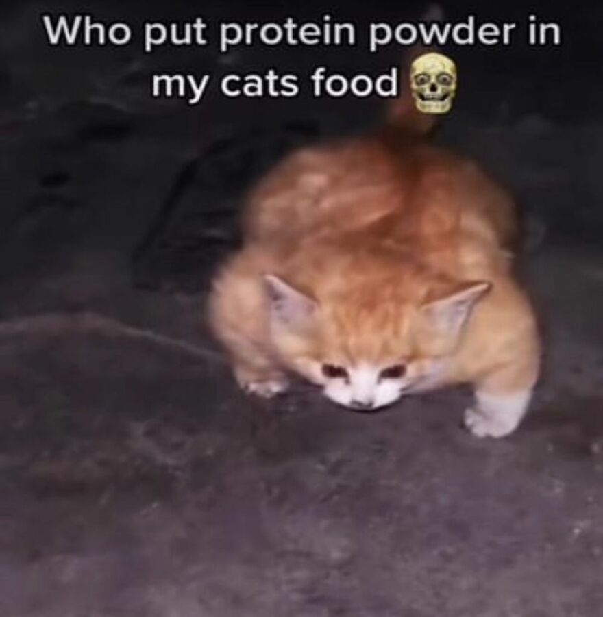 Funny cat meme with a fluffy, muscular cat and the text "Who put protein powder in my cat's food?"