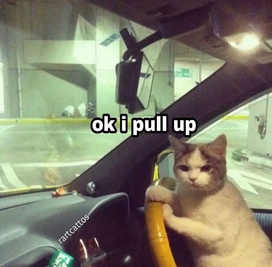 Cat meme funny image with a cat sitting in a car driver's seat, captioned "ok i pull up."