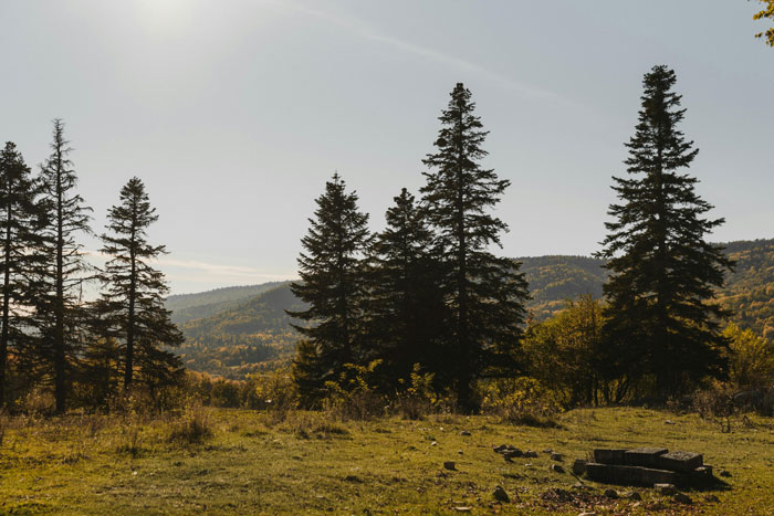 Forest clearing with mountains in the background, depicting a peaceful, natural landscape under a clear sky.