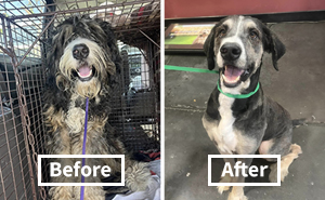 Neighbors Teamed Up To Save A Giant, Abandoned Dog And Then Gave Him A Stunning Makeover