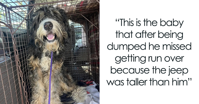 Neighbors Teamed Up To Save A Giant, Abandoned Dog And Then Gave Him A Stunning Makeover