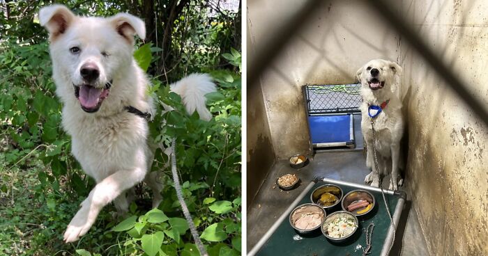 Meet Spinach - One-Eyed Dog Who Refused To Give Up And Finally Was Adopted By A Loving Family