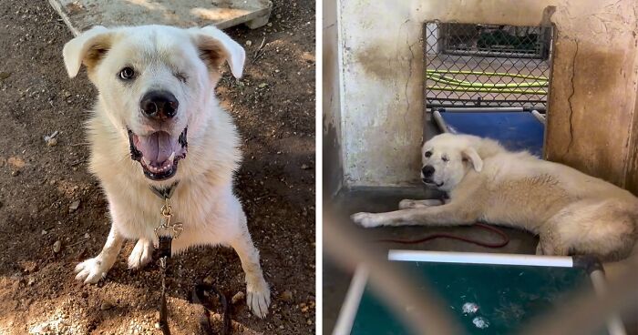 Meet Spinach - One-Eyed Dog Who Refused To Give Up And Finally Was Adopted By A Loving Family