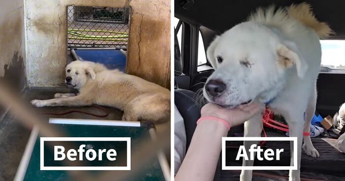 Meet Spinach - One-Eyed Dog Who Refused To Give Up And Finally Was Adopted By A Loving Family