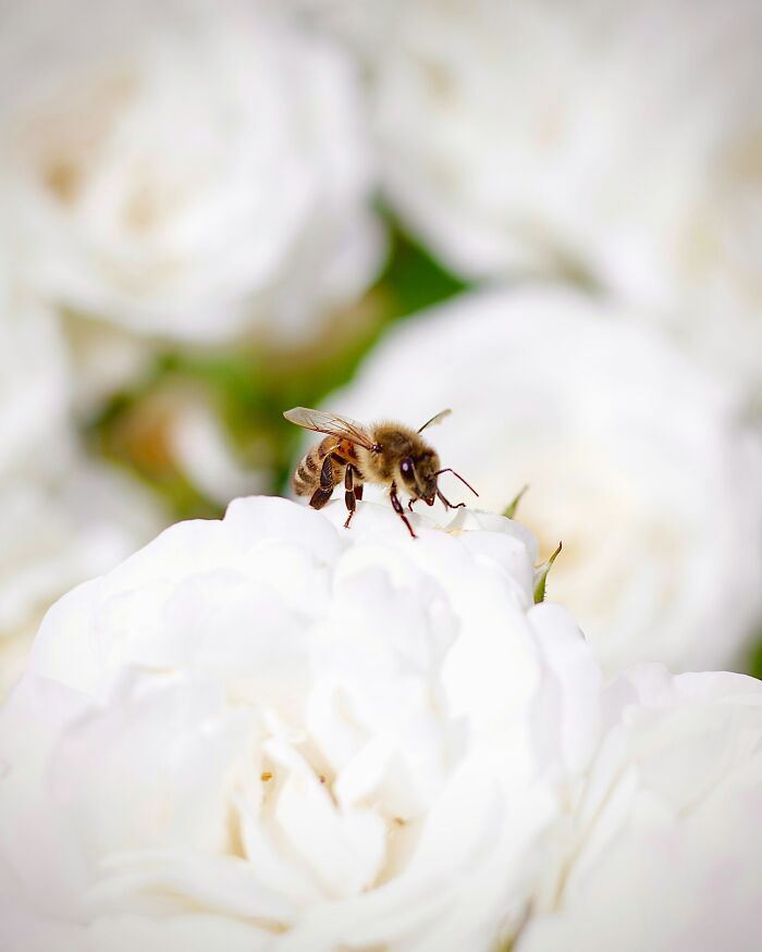 “2,055 Brown Recluse Spiders Were Collected”: 30 “Today I Learned” Facts, From Shocking To Cool