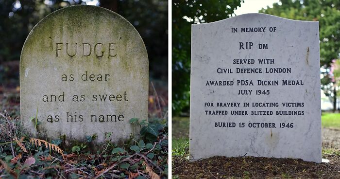 68 Captivating Photos Of Pet Graves By This Guy Showing The Eternal Bonds Between Pets And Humans