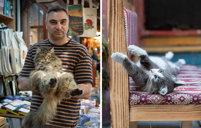 City Cats Of Istanbul: 30 Beautiful Moments Captured By Marcel Heijnen