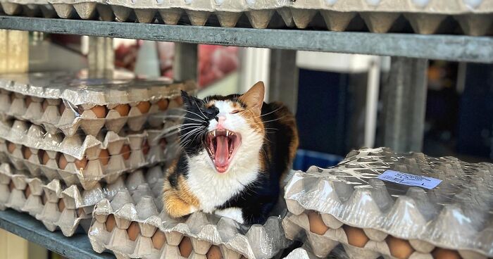 City Cats Of Istanbul: 30 Photographs By Marcel Heijnen