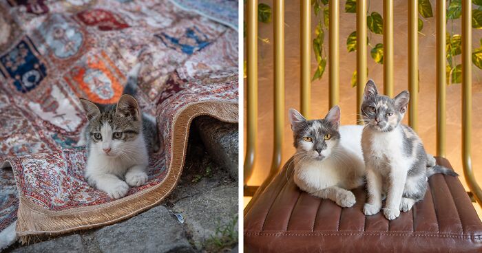 Photographer Documented The Secret Lives Of Cats Living In Istanbul (30 Pics)