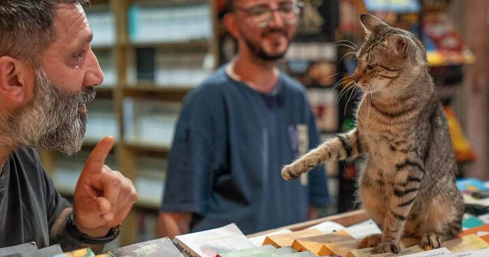 30 Photos Celebrating Istanbul’s Street Cats By Marcel Heijnen