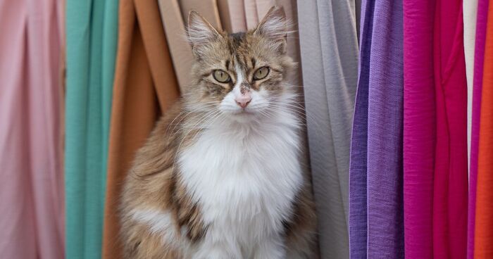 Meet Istanbul’s Furry Residents: 30 Photos Of City Cats By Marcel Heijnen