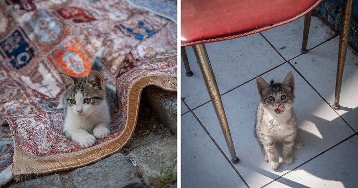 City Cats Of Istanbul: 30 Photographs By Marcel Heijnen