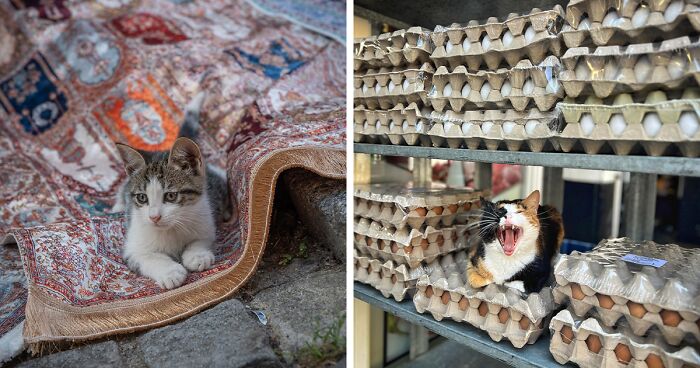 City Cats Of Istanbul: 30 Photographs By Marcel Heijnen