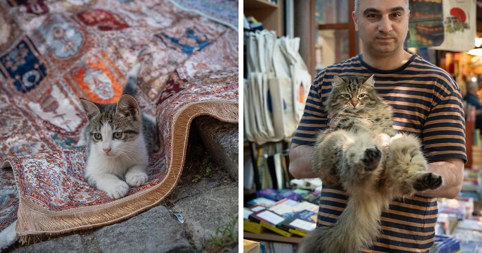 City Cats Of Istanbul: 30 Photographs By Marcel Heijnen