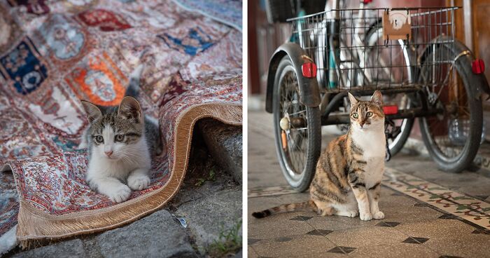 City Cats Of Istanbul: 30 Photographs By Marcel Heijnen