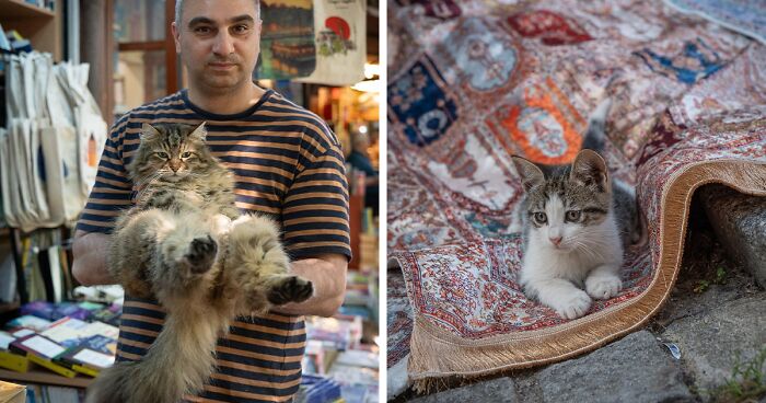 City Cats Of Istanbul: 30 Beautiful Moments Captured By Marcel Heijnen