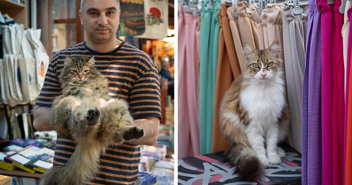 City Cats Of Istanbul: 30 Beautiful Moments Captured By Marcel Heijnen