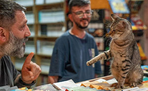 Photographer Documented The Secret Lives Of Cats Living In Istanbul (30 Pics)