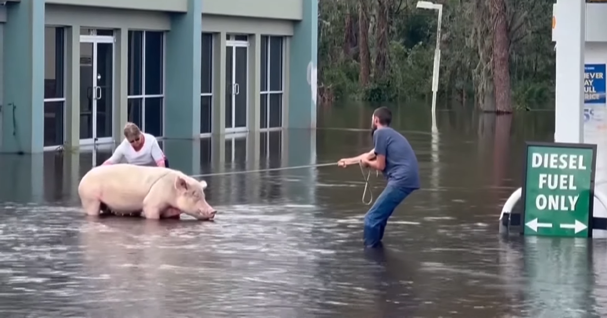 Pig Who Was Left Tied To Petrol Station Before Hurricane Gets Rescued, And People Online Love It