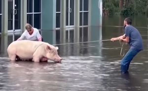 Pig Who Was Left Tied To Petrol Station Before Hurricane Gets Rescued, And People Online Love It