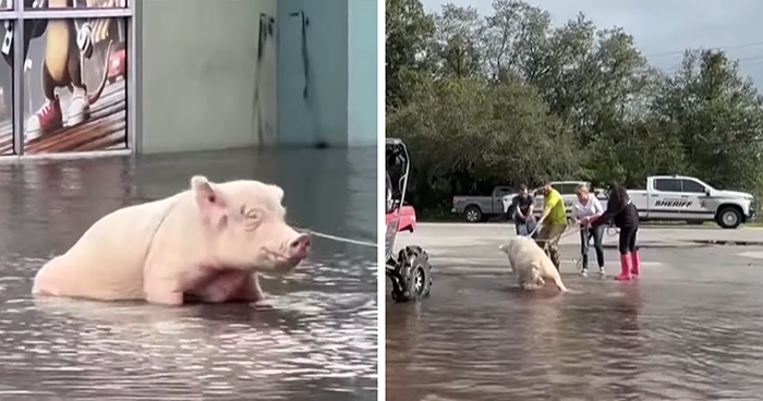 Pig Who Was Left Tied To Petrol Station Before Hurricane Gets Rescued, And People Online Love It