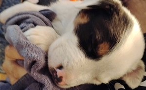 The Huron Police Department Helped A Puppy Who Couldn’t Get Out Of A Smelly Situation Alone