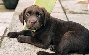 Woman Refuses To Let Her Little Sister Anywhere Near Her Puppy, Has To Call The Police