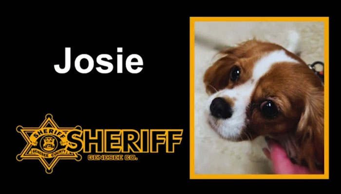 Josie, 13-Month-Old Therapy Dog, Is “Viciously” Attacked While Greeting Inmate