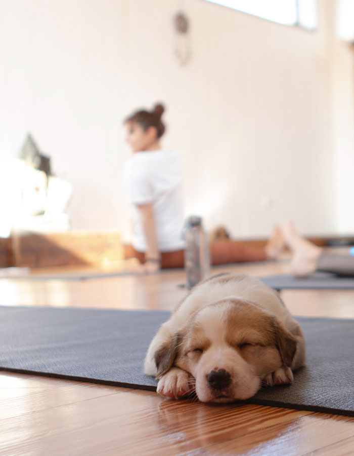 Yoga With Homeless Puppies Adds Twist To Traditional “Puppy Yoga” Trend To Promote Adoptions