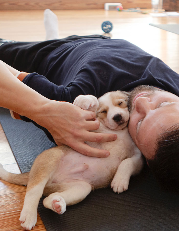 Yoga With Homeless Puppies Adds Twist To Traditional “Puppy Yoga” Trend To Promote Adoptions