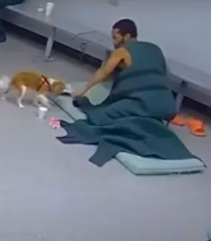 Josie, 13-Month-Old Therapy Dog, Is “Viciously” Attacked While Greeting Inmate