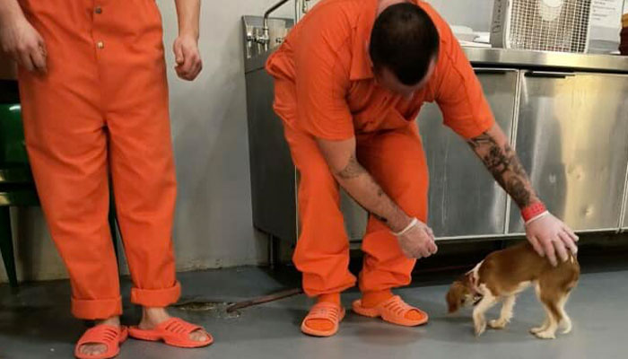 Josie, 13-Month-Old Therapy Dog, Is “Viciously” Attacked While Greeting Inmate