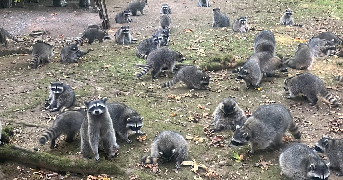 Wild Raccoons Get Spoiled By Local Woman Who Kept Feeding Them, Turn Aggressive And Harass Her