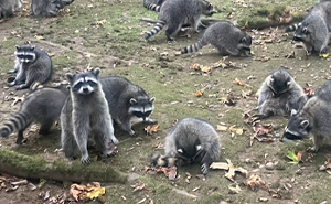 Wild Raccoons Who Were Being Fed By Woman For 35 Years Turn Aggressive, Get 911 Called On Them