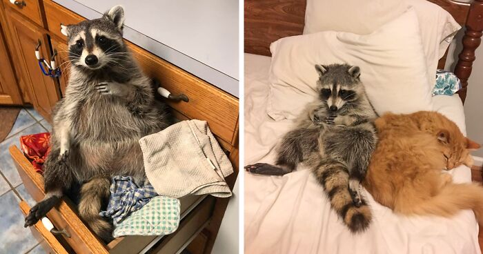 If You’re Having A Tough Day, Biscuits The Raccoon May Just Bring Your Smile Back