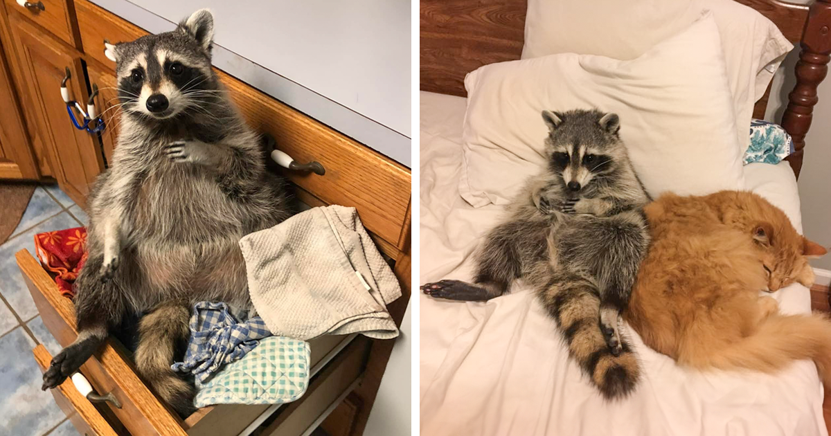 Meet Biscuits The Raccoon, Whose Favorite Activity Is Climbing Drawers And Making Nests In Them