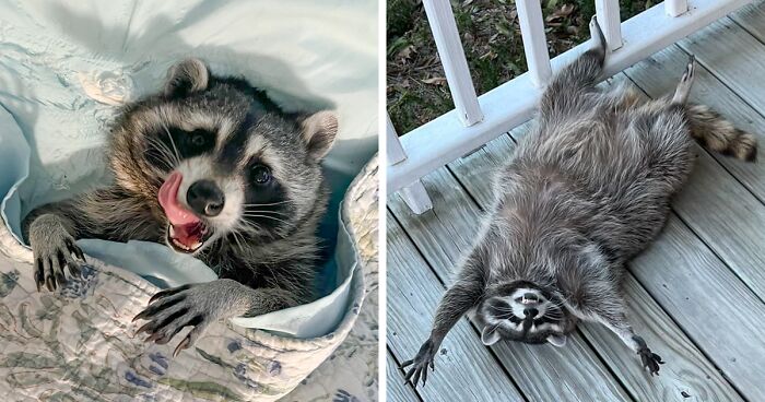 If You’re Having A Tough Day, Biscuits The Raccoon May Just Bring Your Smile Back