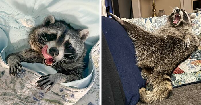 Biscuits The Raccoon Is Living The High Life By Sleeping In Drawers And Hanging Out With Cats