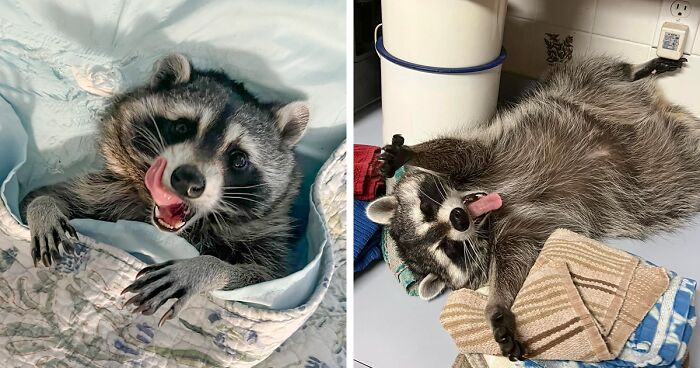 Meet Biscuits, Who Loves To Nap, Climb Drawers And Hang Out With Cats