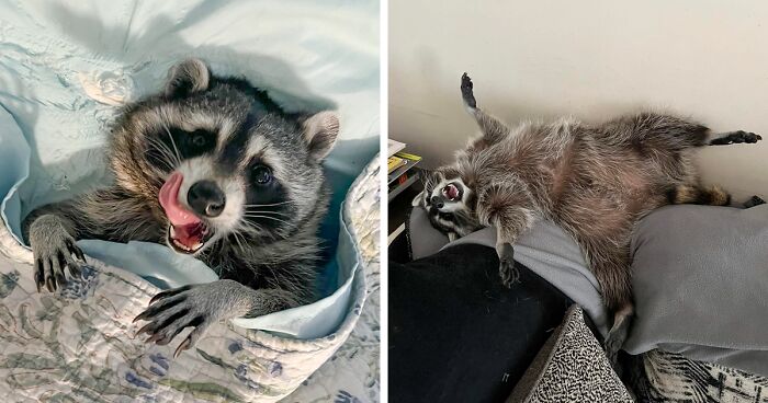 Meet Biscuits The Raccoon, Whose Favorite Activity Is Climbing Drawers And Making Nests In Them