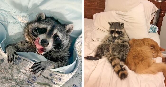 If You’re Having A Tough Day, Biscuits The Raccoon May Just Bring Your Smile Back