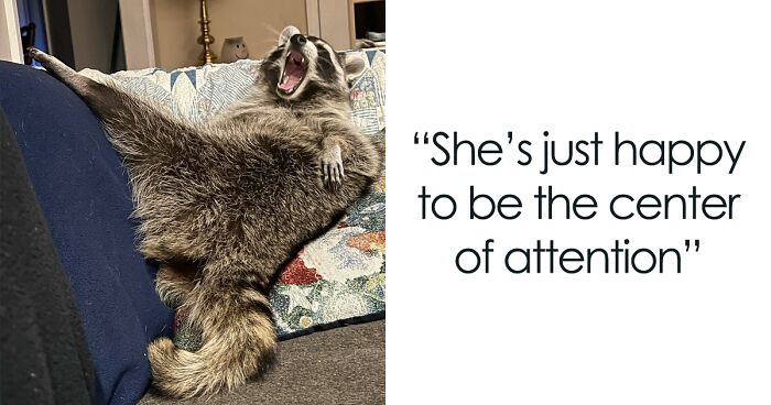 If You’re Having A Tough Day, Biscuits The Raccoon May Just Bring Your Smile Back