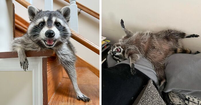 Biscuits The Raccoon Is Living The High Life By Sleeping In Drawers And Hanging Out With Cats