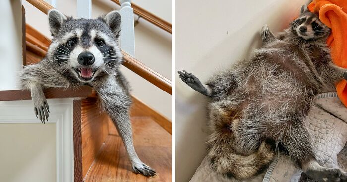 If You’re Having A Tough Day, Biscuits The Raccoon May Just Bring Your Smile Back