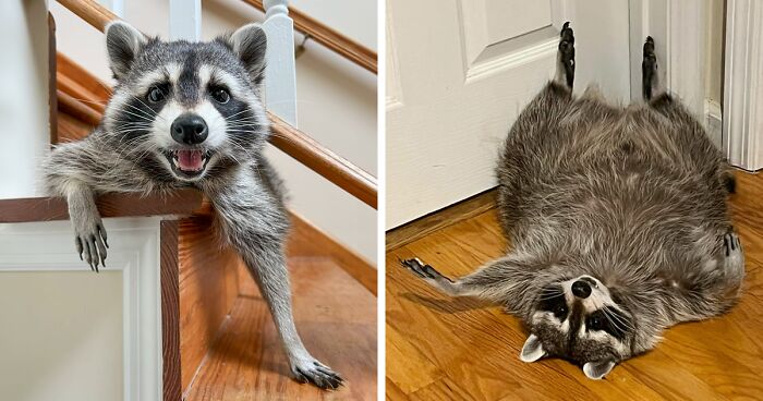 If You’re Having A Tough Day, Biscuits The Raccoon May Just Bring Your Smile Back