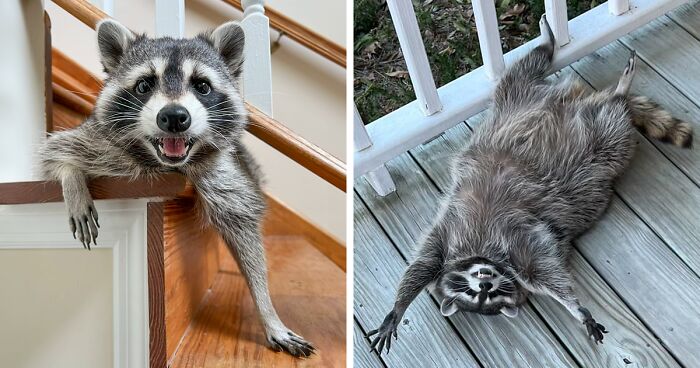 If You’re Having A Tough Day, Biscuits The Raccoon May Just Bring Your Smile Back