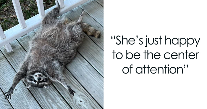 If You’re Having A Tough Day, Biscuits The Raccoon May Just Bring Your Smile Back