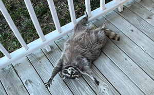 If You’re Having A Tough Day, Biscuits The Raccoon May Just Bring Your Smile Back