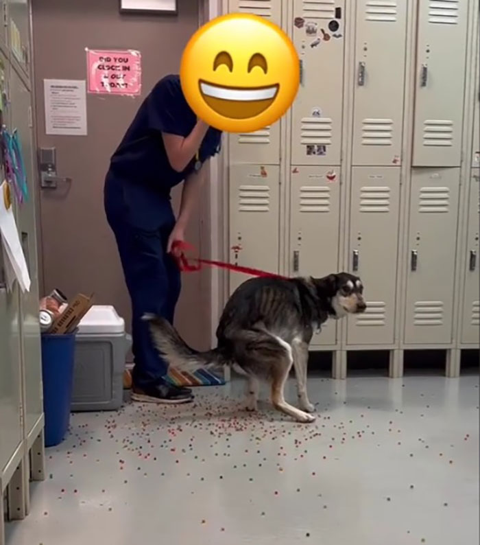 Dog Poops Out Rainbow Orbeez After He Apparently Mistook Them For A Good Snack